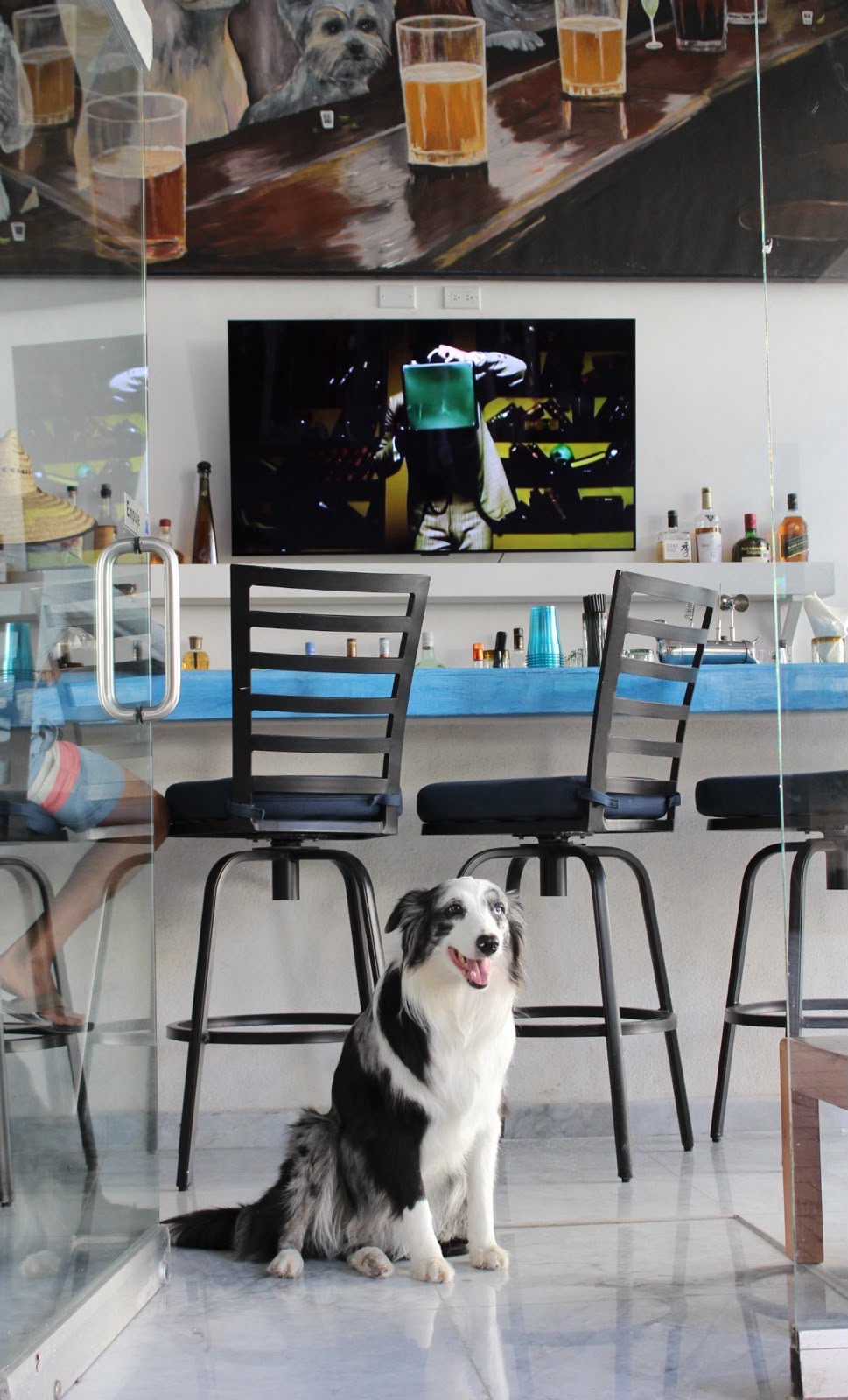 A border collie sitting happily at the Sr. Doggies bar